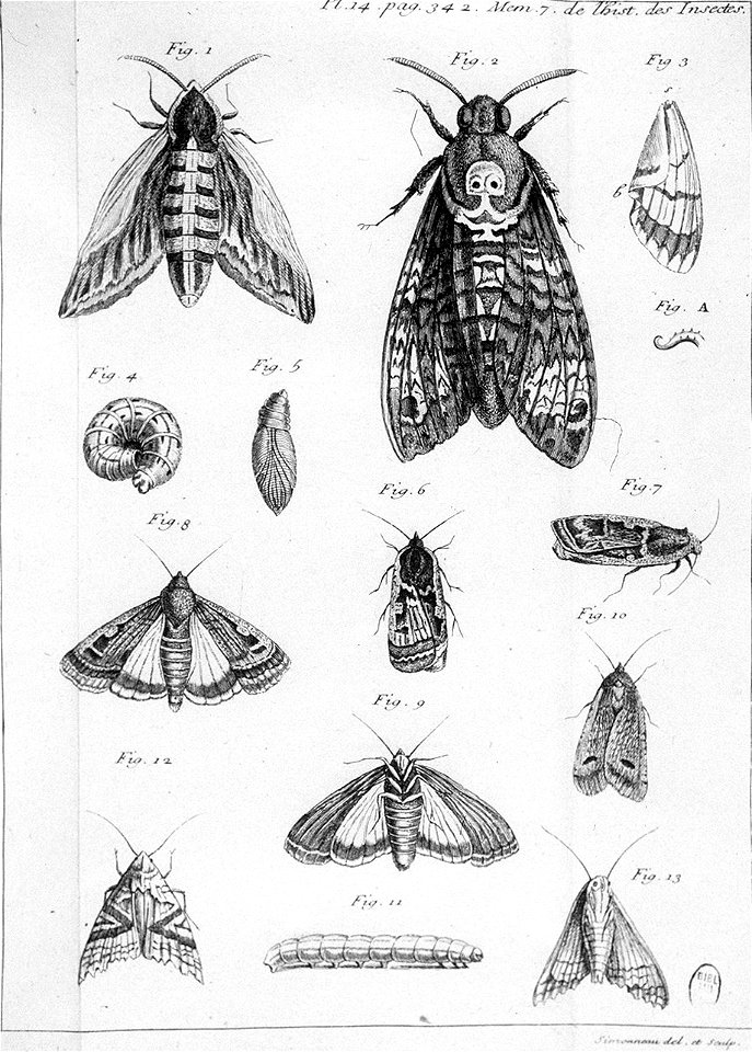Simonneau Philippe -illustrations de Mémoires pour servir à l'histoire des insectes-A-14-342