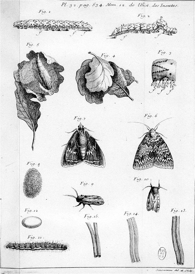Simonneau Philippe -illustrations de Mémoires pour servir à l'histoire des insectes-A-32-534