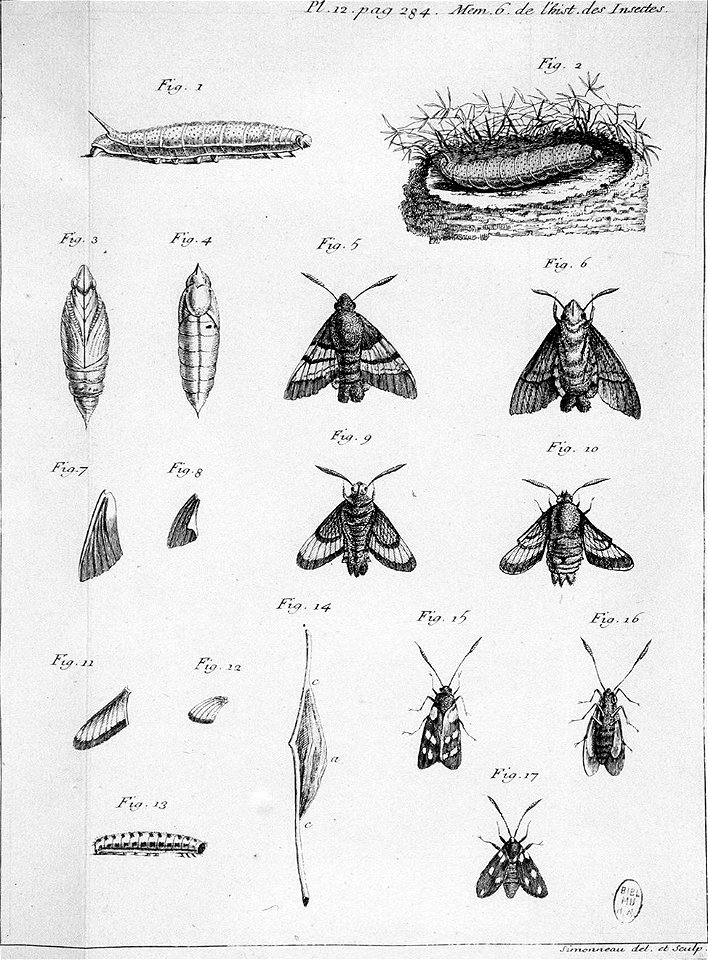 Simonneau Philippe -illustrations de Mémoires pour servir à l'histoire des insectes-A-12-284