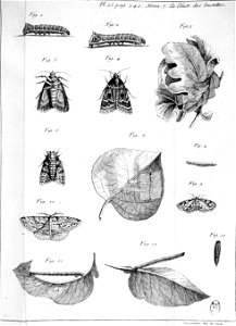 Simonneau Philippe -illustrations de Mémoires pour servir à l'histoire des insectes-A-15-342