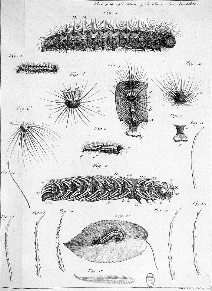 Simonneau Philippe -illustrations de Mémoires pour servir à l'histoire des insectes-A-6-196