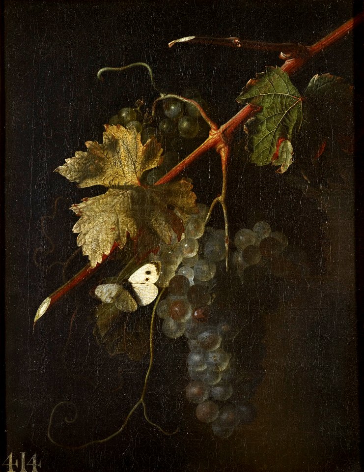 Simon Verelst (1644-1721) - A Bunch of Grapes - RCIN 405506 - Royal Collection