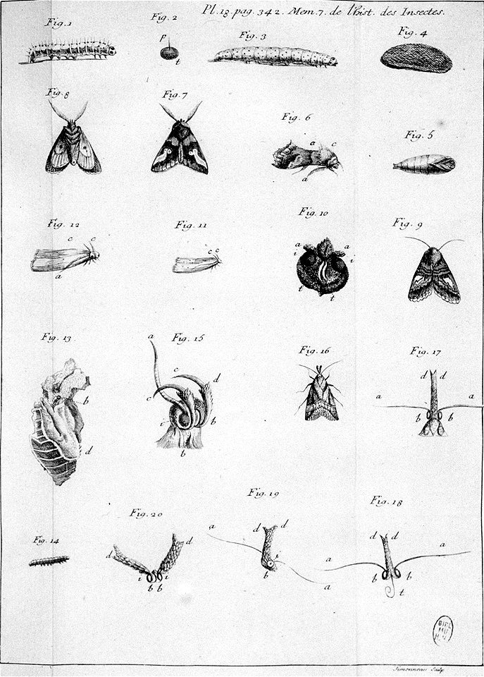 Simonneau Philippe -illustrations de Mémoires pour servir à l'histoire des insectes-A-18-342