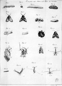 Simonneau Philippe -illustrations de Mémoires pour servir à l'histoire des insectes-A-18-342