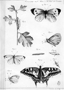Simonneau Philippe -illustrations de Mémoires pour servir à l'histoire des insectes-A-29-486