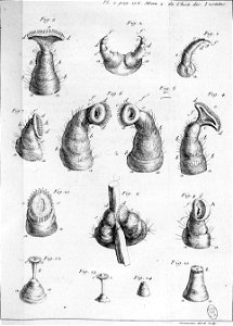 Simonneau Philippe -illustrations de Mémoires pour servir à l'histoire des insectes-A-3-176