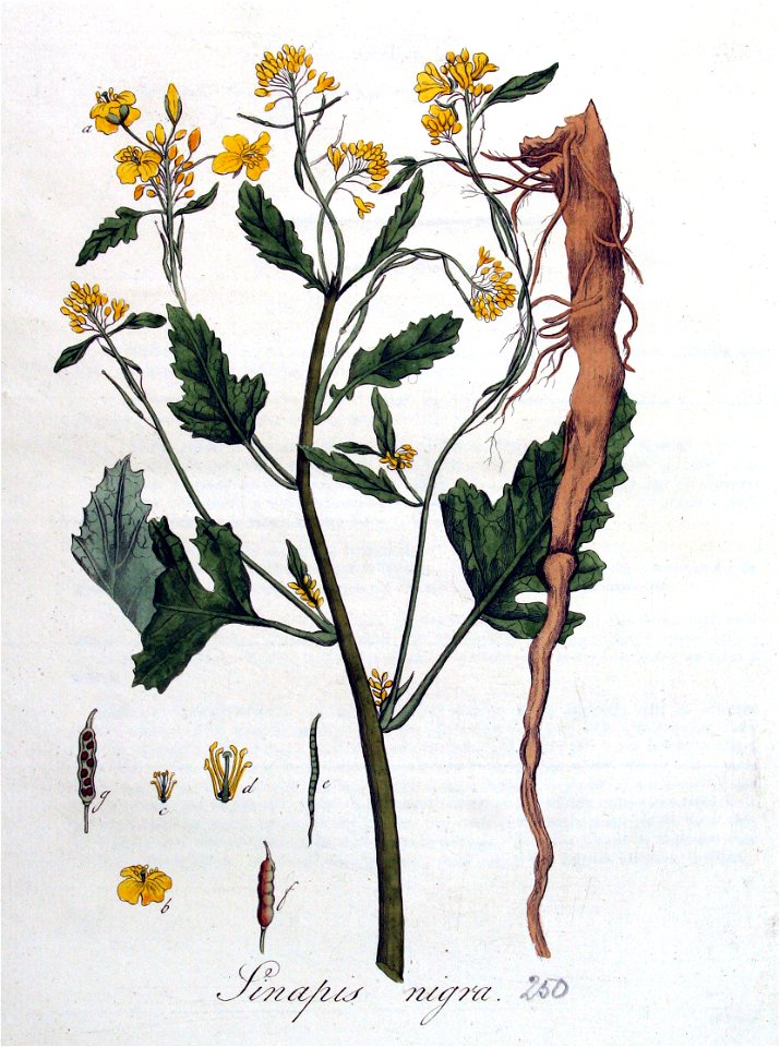 Sinapis nigra — Flora Batava — Volume v4
