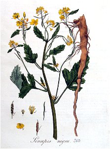 Sinapis nigra — Flora Batava — Volume v4