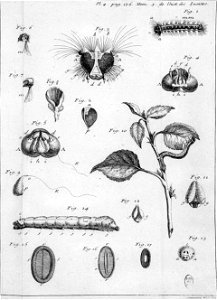 Simonneau Philippe -illustrations de Mémoires pour servir à l'histoire des insectes-A-4-176