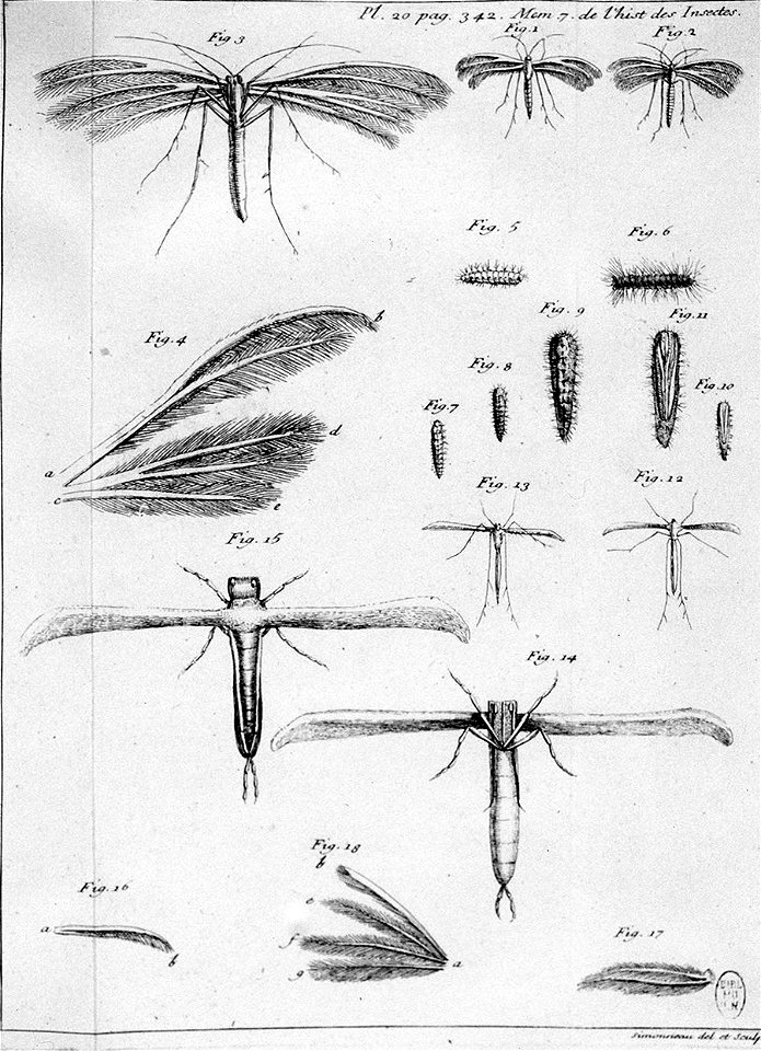 Simonneau Philippe -illustrations de Mémoires pour servir à l'histoire des insectes-A-20-342