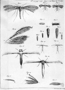 Simonneau Philippe -illustrations de Mémoires pour servir à l'histoire des insectes-A-20-342