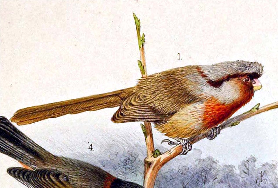 Sinosuthora przewalskii 1891