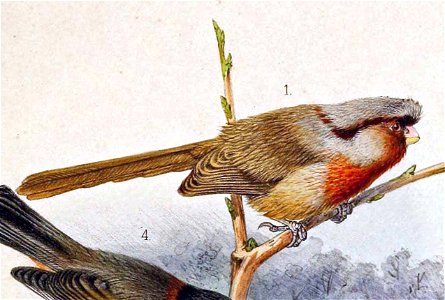 Sinosuthora przewalskii 1891