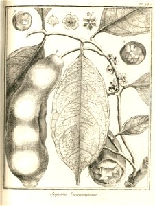 Singana guianensis Aublet 1775 pl 230