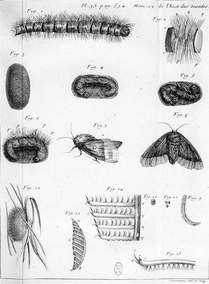 Simonneau Philippe -illustrations de Mémoires pour servir à l'histoire des insectes-A-35-534