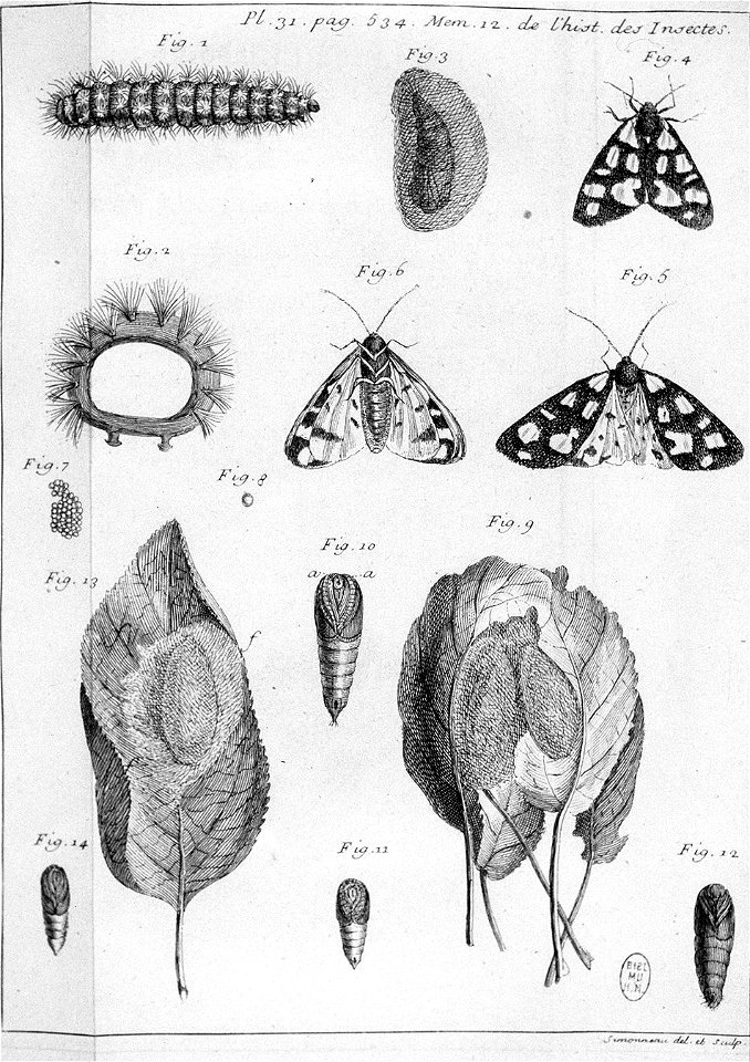 Simonneau Philippe -illustrations de Mémoires pour servir à l'histoire des insectes-A-31-534