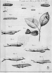 Simonneau Philippe -illustrations de Mémoires pour servir à l'histoire des insectes-A-28-486
