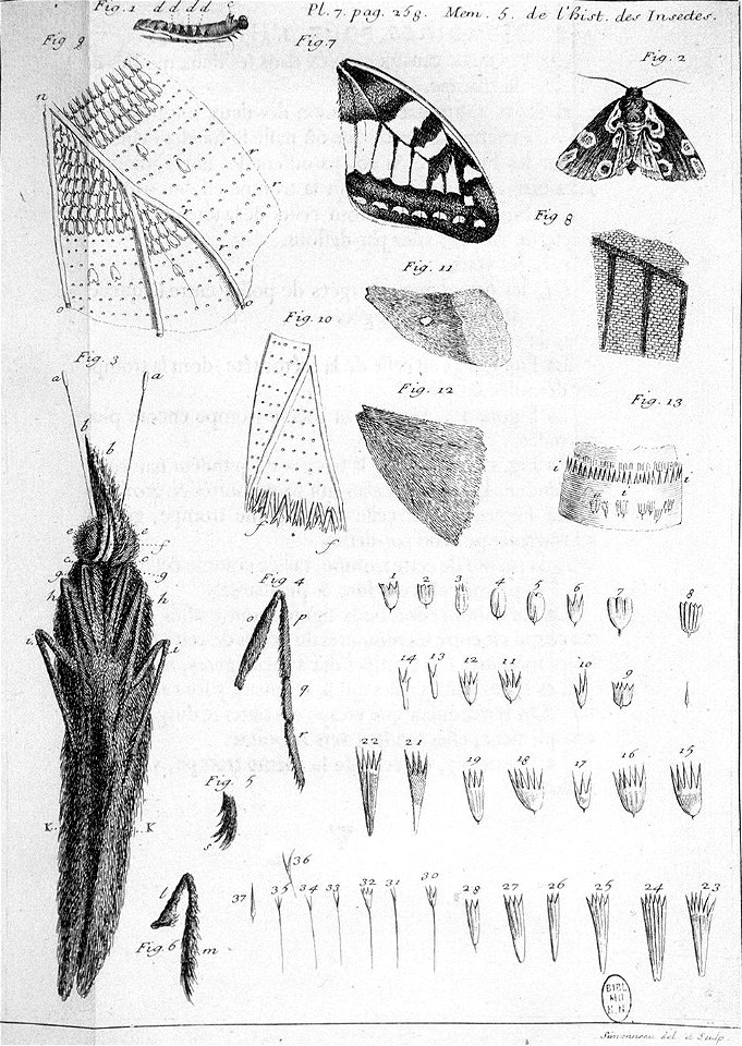 Simonneau Philippe -illustrations de Mémoires pour servir à l'histoire des insectes-A-7-258