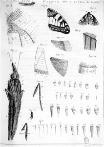 Simonneau Philippe -illustrations de Mémoires pour servir à l'histoire des insectes-A-7-258