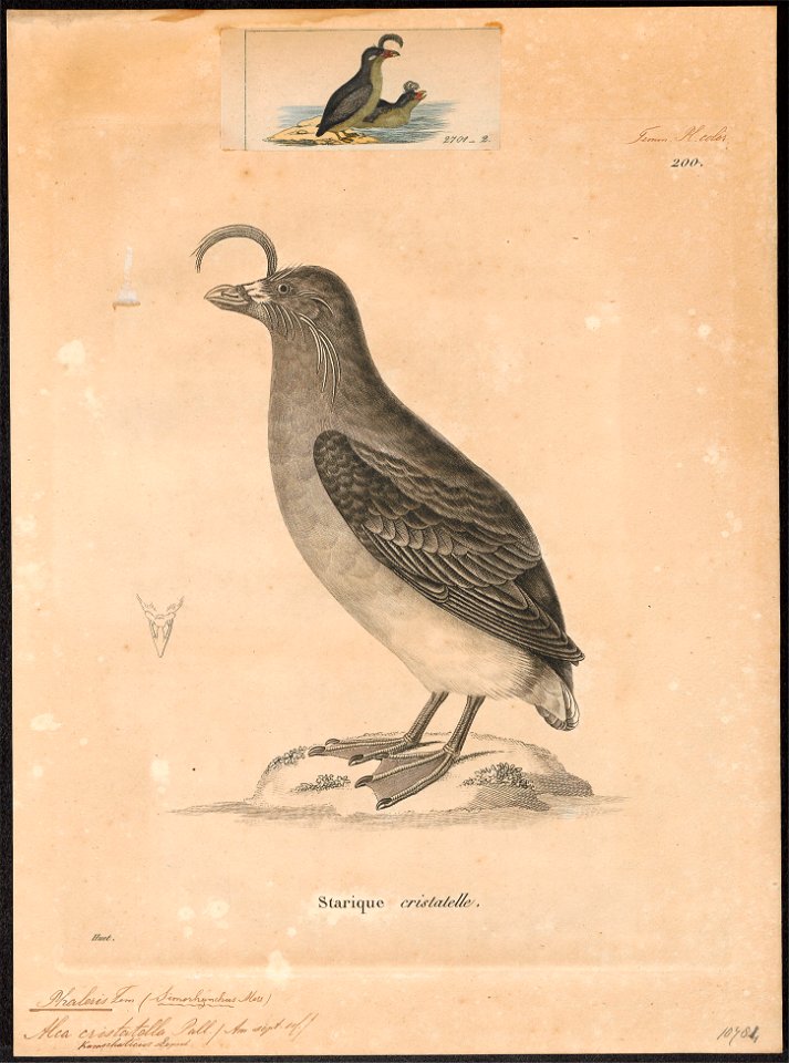 Simorhynchus kamtschaticus - 1700-1880 - Print - Iconographia Zoologica - Special Collections University of Amsterdam - UBA01 IZ17800197