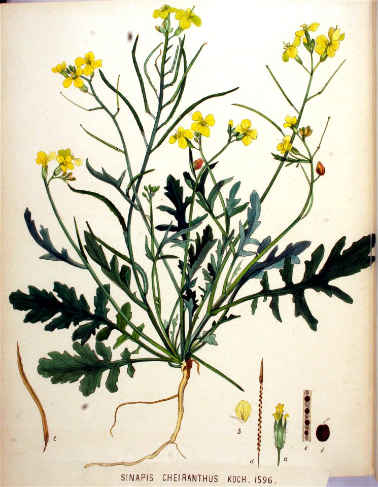 Sinapis cheiranthus — Flora Batava — Volume v20