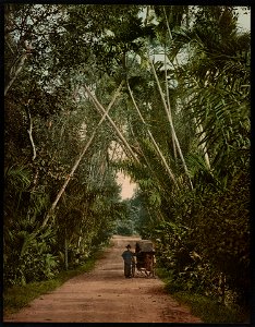 Singapore. Street in Tanglia LCCN2017657639