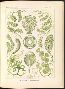 Siphoneae. - Riesen-Algetten LCCN2015648946