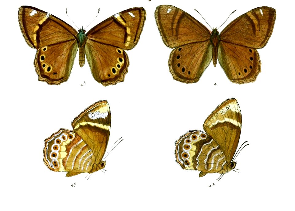 SinchulaNicetas 88 4
