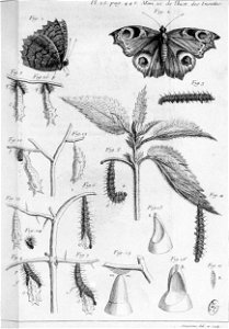Simonneau Philippe -illustrations de Mémoires pour servir à l'histoire des insectes-A-25-446