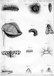Simonneau Philippe -illustrations de Mémoires pour servir à l'histoire des insectes-A-36-534