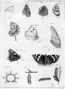 Simonneau Philippe -illustrations de Mémoires pour servir à l'histoire des insectes-A-10-284