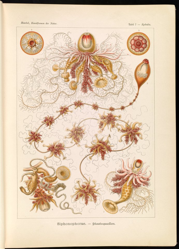 Siphonophorae. - Staatsquallen LCCN2015647738