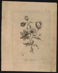 Single annemones (i.e., anemones) LCCN2013651017
