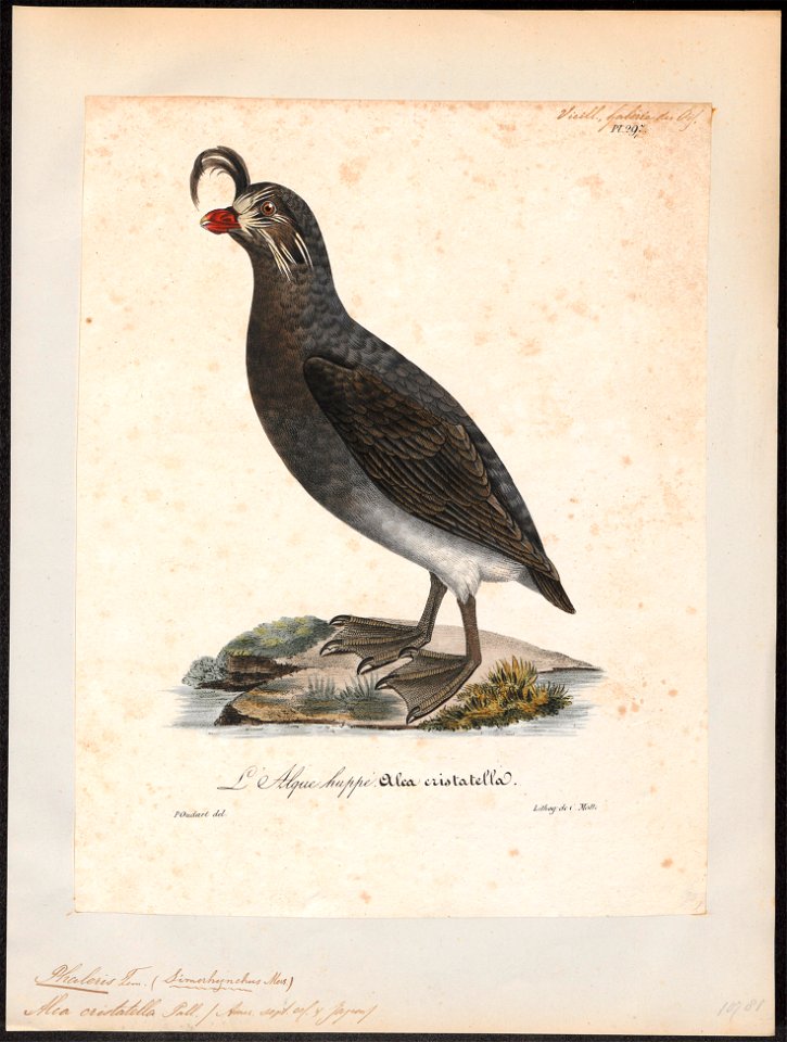 Simorhynchus cristatellus - 1825-1834 - Print - Iconographia Zoologica - Special Collections University of Amsterdam - UBA01 IZ17800191