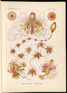 Siphonophorae. - Staatsquallen LCCN2015647738