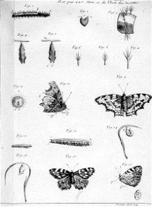 Simonneau Philippe -illustrations de Mémoires pour servir à l'histoire des insectes-A-27-446