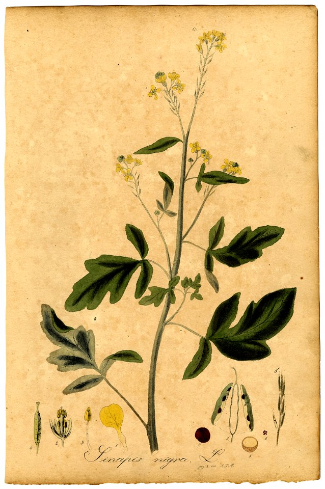 Sinapis nigra Mann