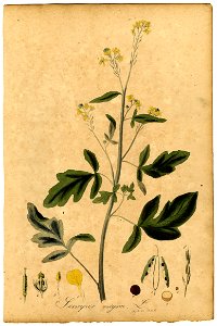 Sinapis nigra Mann