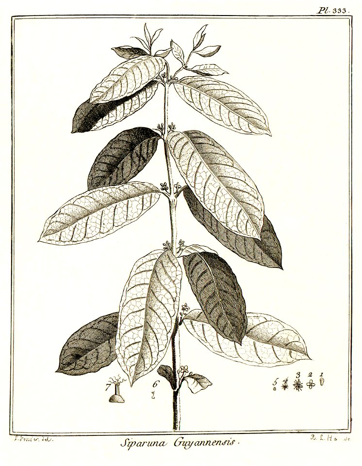 Siparuna guyannensis Aublet 1775 pl 333