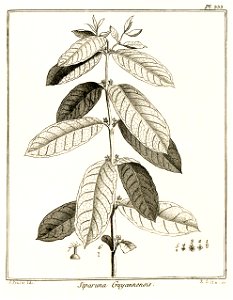 Siparuna guyannensis Aublet 1775 pl 333
