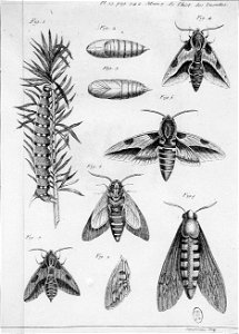 Simonneau Philippe -illustrations de Mémoires pour servir à l'histoire des insectes-A-13-342