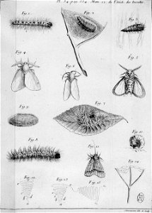 Simonneau Philippe -illustrations de Mémoires pour servir à l'histoire des insectes-A-34-534