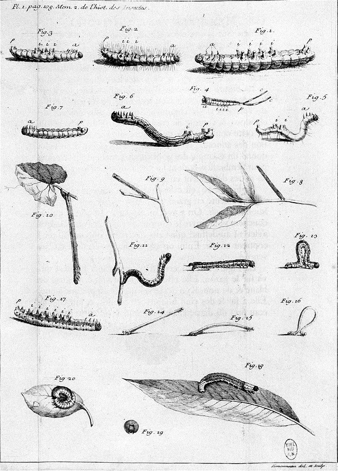 Simonneau Philippe -illustrations de Mémoires pour servir à l'histoire des insectes-A-1-108
