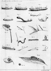 Simonneau Philippe -illustrations de Mémoires pour servir à l'histoire des insectes-A-1-108