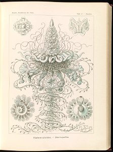 Siphonophorae. - Staatsquallen LCCN2015648923