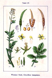 Sinapis alba Sturm06037