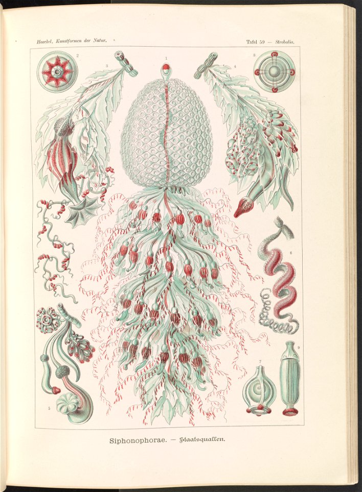 Siphonophorae. - Staatsquallen LCCN2015648941