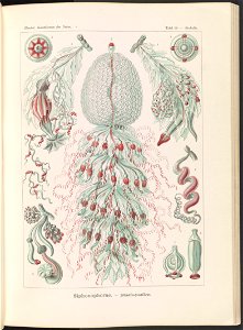 Siphonophorae. - Staatsquallen LCCN2015648941