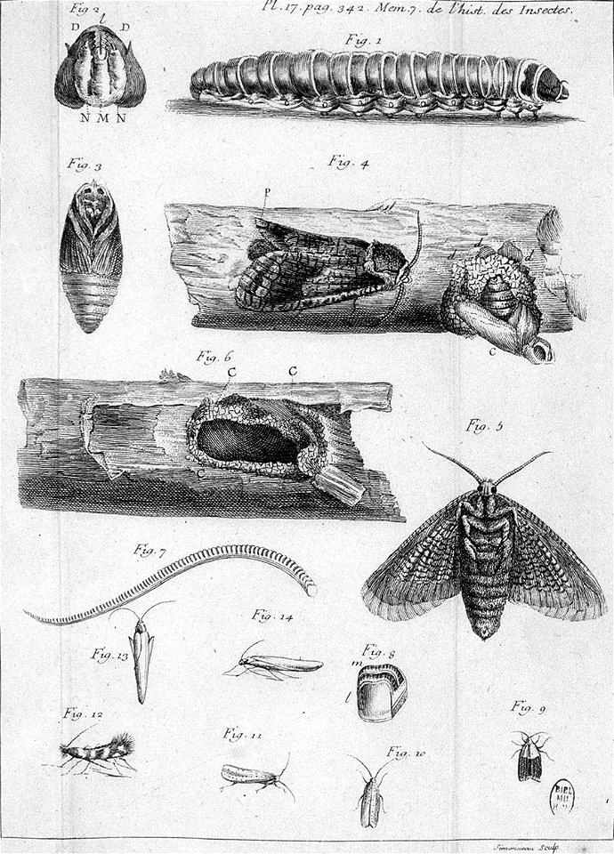 Simonneau Philippe -illustrations de Mémoires pour servir à l'histoire des insectes-A-17-342