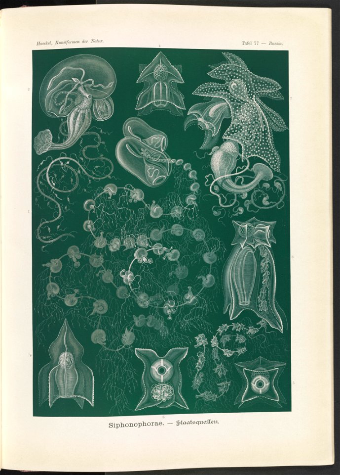 Siphonophorae. - Staatsquallen LCCN2015648958